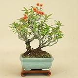 いよじ園 ピラカンサ 小品盆栽【雑木盆栽】いよじ園