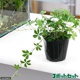 (観葉)パーセノシッサス シュガーバイン 3号(お買い得3ポットセット) 本州・四国限定[生体]