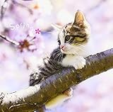 �܂邲��!�t -Spring-