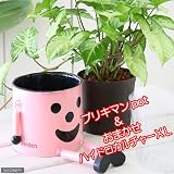 (観葉)ブリキマンとハイドロ苗XLサイズのお買い得セット(ピンク) 本州・四国限定[生体]