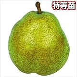 国華園　果樹苗　ナシ　ラ・フランス　1株【※発送が国華園からの場合のみ正規品です】
