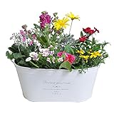 ブリキポット　楕円（大）　白（季節の寄せ植え）