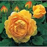 イングリッシュローズ：ゴールデン・セレブレーション大苗5号角鉢[つるバラ]