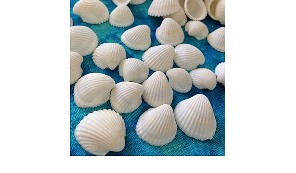 Amazon ブライダルに 白い二枚貝100g入り 生態 採集 おもちゃ