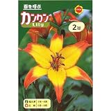 秋植え球根 透かし百合 カンクン (545434)