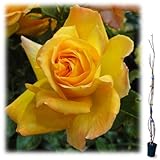 つるバラ：サハラ’98 大苗長尺6号ポット[樹高約1.2m][四季咲き・強健多花性種]