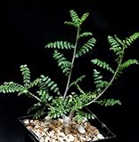 【多肉植物/種子】Boswellia Neglecta★ボスウェリア・ネグレクタ◎香木/盆栽としても栽培される多肉・塊根植物◆5粒♪ [並行輸入品]