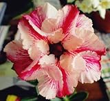 40 Fresh seedsアデニウム アラビカム オベスム 砂漠のバラ種子(40粒)塊根植物種子Adenium obesum Desert Roses seeds no79-Double-Mandr