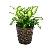 【選べる植物】6号サイズ観葉植物　鉢カバー付 (ディフェンバキア)
