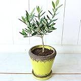 KOBE Flower smith ReiRi　オリーブの木の鉢植え（イエロー） おしゃれなアンティーク風鉢入り 送料無料【日時指定便対応】