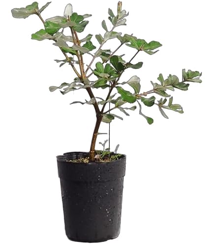 Amazon.co.jp: バンクシア ブレクニフォリア 鉢植え19 苗 イガーデン