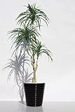 インテリアグリーン人工観葉植物、新ユッカ３本立て陶器鉢受け皿付き・光触媒製品