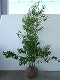 ソヨゴ・メス 樹高1.5m前後 根巻 雌木 株立ち 苗木 植木 苗 庭木 生け垣