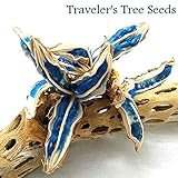 (希少)旅人の木の種 実 一房(全長１５ｃｍ位)<br>(形・サイズのバラつきあります)