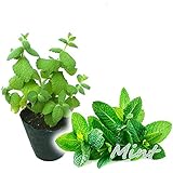 【 選べる 】ミント 苗 【 スペアミント 】 9.0cmポット ハーブ 虫よけ 虫除け リラックス