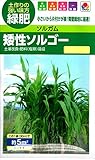 【種子】矮性ソルゴー　緑肥　タキイのタネ