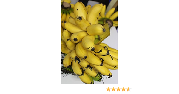 Amazon 沖縄の島バナナ 約3ｋｇ ノーブランド品 バナナ 通販