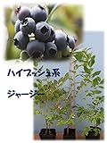 ジャージー[寒冷地向けハイブッシュ系ブルーベリー苗木]　直径13.5cmポット　樹高約0.5m3年生挿し木苗