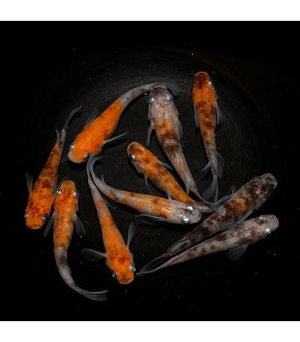 Amazon.co.jp: Three Color Lame, Medaka/Mizuki [Leakage] (5