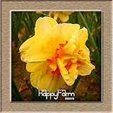 Best-SellingBeautiful Narcissus Flower Balcony Plants Daffodil Seeds Absorption Radiation Narcissus 
