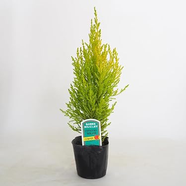 Amazon.co.jp ほしい物ランキング: 植木 で、ほしい物リストと