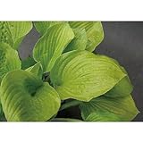 ギボウシ(擬宝珠) ホスタ・オーガストムーン(大株) 外斑入り 植木 多年草