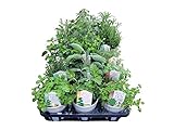 花市場直送便 香りハーブセット 3.5寸 15入