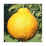 みかん 苗木 不知火 (早生) 15cmポット苗 しらぬい ミカン 苗 蜜柑