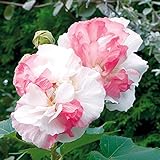 国華園　花木苗　八重咲酔芙蓉 1株【※発送が国華園からの場合のみ正規品です】