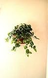 【造花 人工観葉植物】【ポトス壁掛】【触媒加工品】