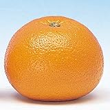 国華園　果樹苗　カンキツ　紅甘夏　特等苗　1株【※発送が国華園からの場合のみ正規品です】