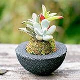 多肉植物 苔玉 koke-pochi シリーズ ～多肉植物の苔玉わん～ Sサイズ ブラック