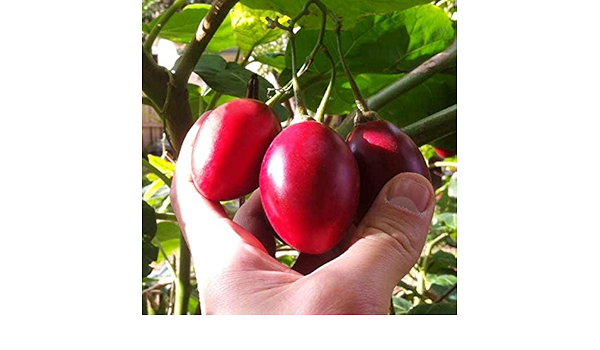 Amazon タマリロ レッドワンダー 赤実 3 5号ポット 木立トマト アンデス原産の果物 Diy 工具 ガーデン