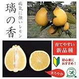 レモン 苗 【璃の香 （りのか）】 1年生 接ぎ木 ポット苗