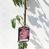 花桃 苗木 矢口桃（ピンク） 12cmポット苗 やぐちもも はなもも 苗 ハナモモ