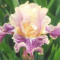 51RsHBLLTvL._AC_UL210_SR210,