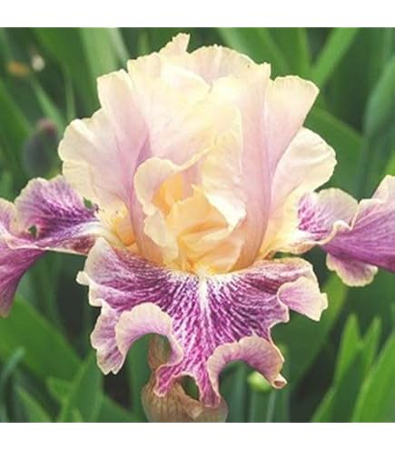 Amazon.co.jp: ジャーマンアイリス 株分け苗 アコマ 1株 ジャーマン