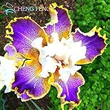 Light Grey : Hot 30pcs Iris Seeds Iris Orchid Seeds Perennial Rare Tectorum Flower Seeds For Outdoor