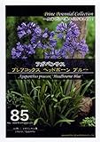アガパンサス プレアコックス ヘッドボーン ブルー　Prime Perennial Collection　花　約4粒