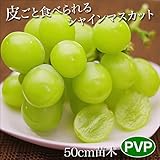 シャインマスカット 苗木 苗 果樹 果樹苗 50cm 皮ごと食べられる 種無し ぶどう 自根