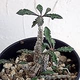 ユーフォルビア　デカリー 3.5号ポット ノーブランド品