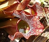 Sarracenia psittacina sandy bottom creek road - parrot pitcher plant - 5 seeds