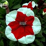 2018 Hot Sale Davitu Petunia 'Five-Pointed Star'赤い白い花の種、200個の種、専門パック、盆栽の家宝の花