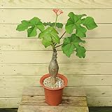 観葉植物:サンゴアブラギリ(珊瑚油桐)*5号