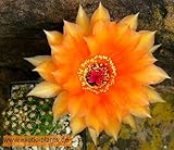 Echinopsis Aphrodite - syn: Trichocereus APHRODITE - 10 seeds