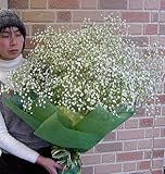 もらって嬉しい抱えきれないほどのかすみ草の花束
