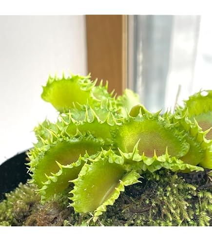 Amazon｜食虫植物 ハエトリソウ オオタラコ カクタス長田｜観葉植物