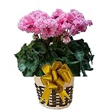 ビアンカピンク さかもと園芸　達人のシクラメン　花鉢植え　ギフト　プレゼント　贈答品　クリスマス　お歳暮
