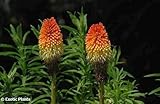 Kniphofia linearifolia - common marsh poker - 10 seeds