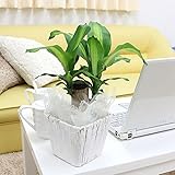 幸福の木 4号 ホワイトスクエアバスケット鉢カバー